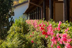 Schlaganfall Prävention