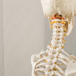 Das zentrale tragende Konstruktionselement: Die menschliche Wirbelsäule