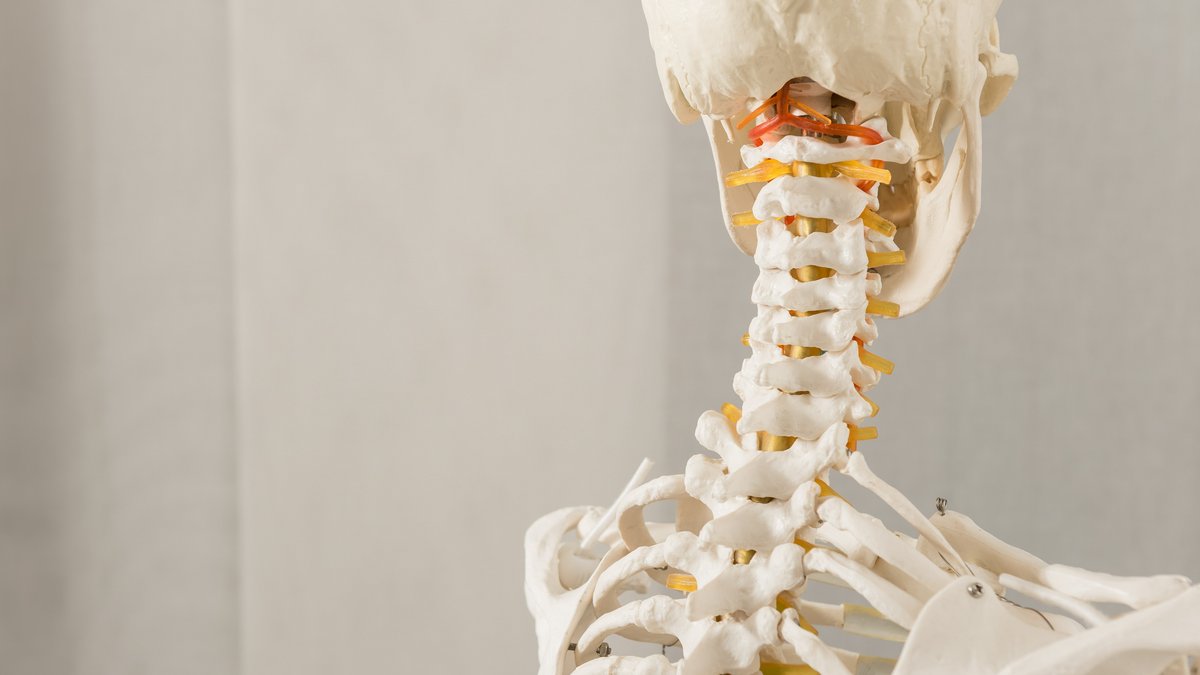 The central supporting structural element: the human spine
